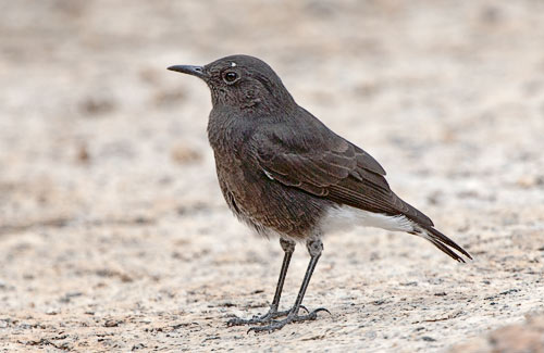 Mountain Wheatear female